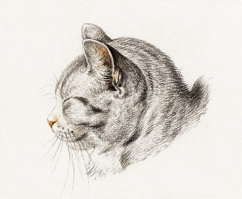Sketch of a cat (1813) by Jean Bernard (1775-1883). Original from The Rijksmuseum. Digitally enhanced by rawpixel.