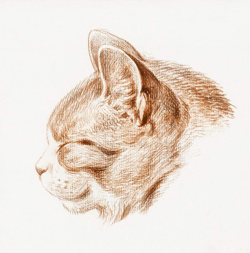Sketch of a cat (1813) by Jean Bernard (1775-1883). Original from The Rijksmuseum. Digitally enhanced by rawpixel.