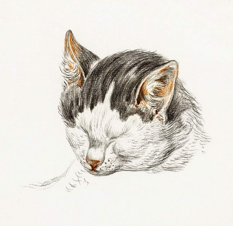 Sketch of a cat (1828) by Jean Bernard (1775-1883). Original from The Rijksmuseum. Digitally enhanced by rawpixel.