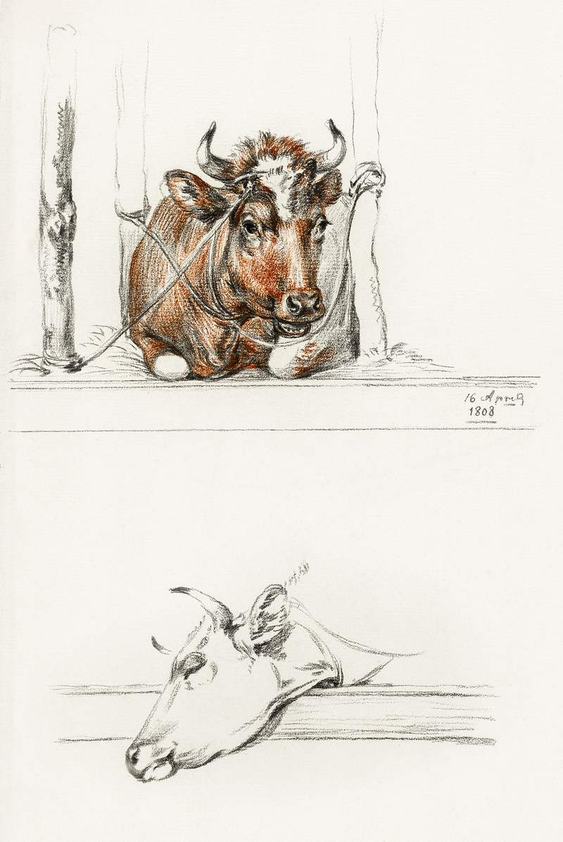 Cow in the stable and the head of a cow (1808) by Jean Bernard (1775-1883). Original from The Rijksmuseum. Digitally enhanced…