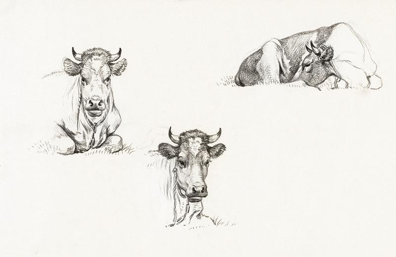 Three sketches of a lying cow (1816) by Jean Bernard (1775-1883). Original from The Rijksmuseum. Digitally enhanced by rawpixel. Three sketches of a lying cow (1816) by Jean Bernard (1775-1883). Original from The Rijksmuseum. Digitally enhanced by…