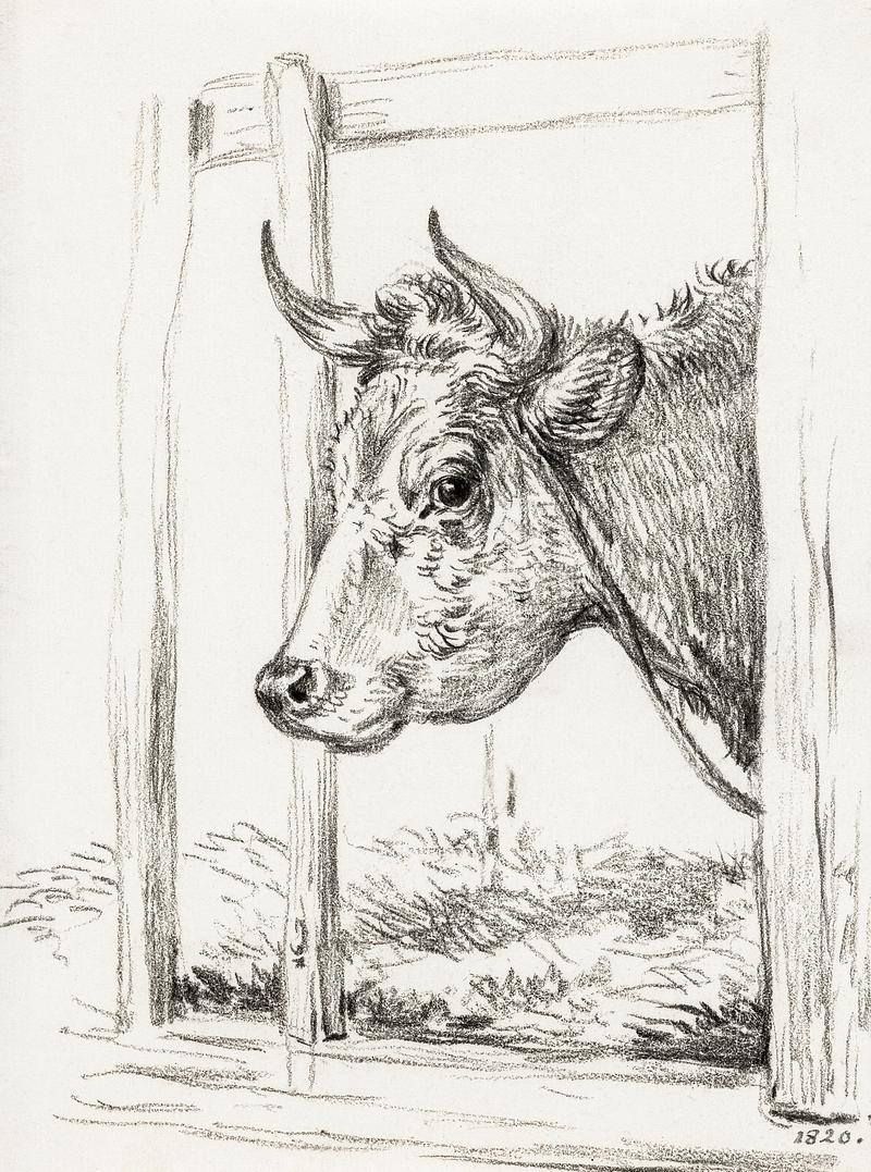 Head of a cow (1820) by Jean Bernard (1775-1883). Original from The Rijksmuseum. Digitally enhanced by rawpixel. Head of a cow (1820) by Jean Bernard (1775-1883). Original from The Rijksmuseum. Digitally enhanced by rawpixel.