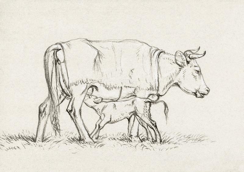 Calf drinking with his mother (1815) by Jean Bernard (1775-1883). Original from The Rijksmuseum. Digitally enhanced by rawpixel. Calf drinking with his mother (1815) by Jean Bernard (1775-1883). Original from The Rijksmuseum. Digitally enhanced by…