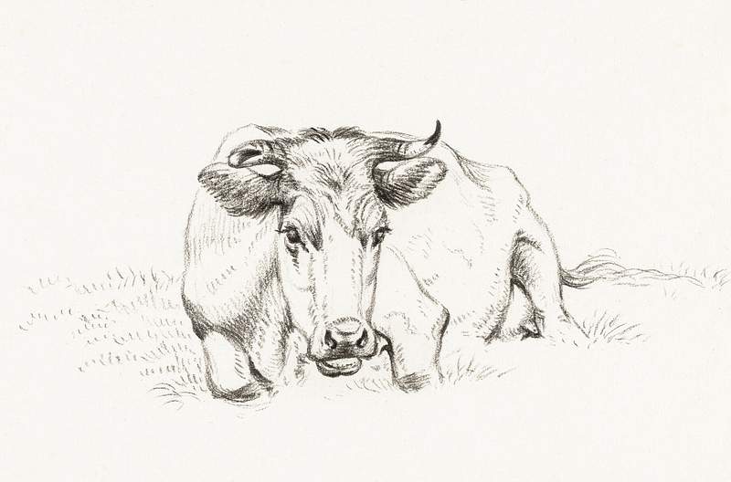 Lying cow (1816) by Jean Bernard (1775-1883).… | Free public domain illustration Lying cow (1816) by Jean Bernard (1775-1883). Original from The Rijksmuseum. Digitally enhanced by rawpixel.