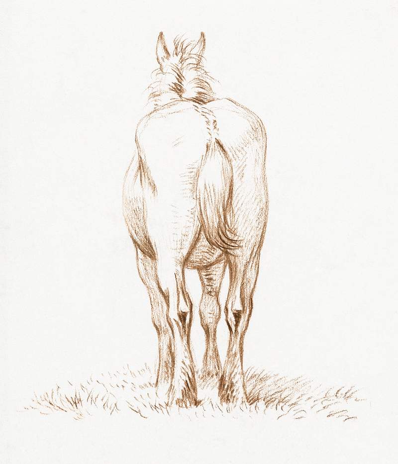 Standing horse (1815) by Jean Bernard (1775… | Free public domain illustration Standing horse (1815) by Jean Bernard (1775-1883). Original from The Rijksmuseum. Digitally enhanced by rawpixel.