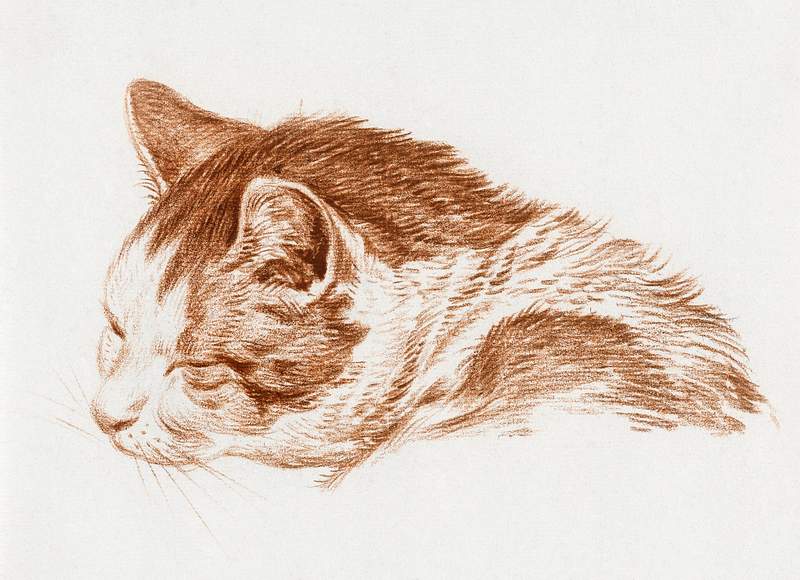 Head of a sleeping cat (1818) by Jean Bernard (1775-1883). Original from The Rijksmuseum. Digitally enhanced by rawpixel.