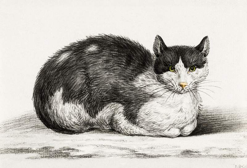 Lying cat (1800) by Jean Bernard (1775-1883). Original from The Rijksmuseum. Digitally enhanced by rawpixel.