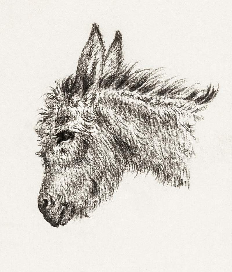 Head of a donkey (1818) by Jean Bernard (1775-1883). Original from The Rijksmuseum. Digitally enhanced by rawpixel. Head of a donkey (1818) by Jean Bernard (1775-1883). Original from The Rijksmuseum. Digitally enhanced by rawpixel.