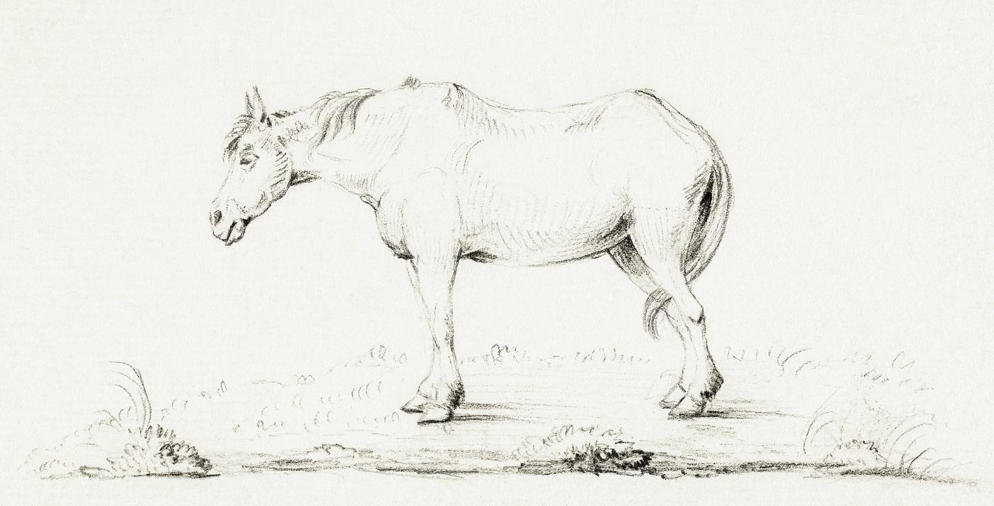Standing horse by Jean Bernard (1775-1883). Original from The Rijksmuseum. Digitally enhanced by rawpixel. Standing horse by Jean Bernard (1775-1883). Original from The Rijksmuseum. Digitally enhanced by rawpixel.