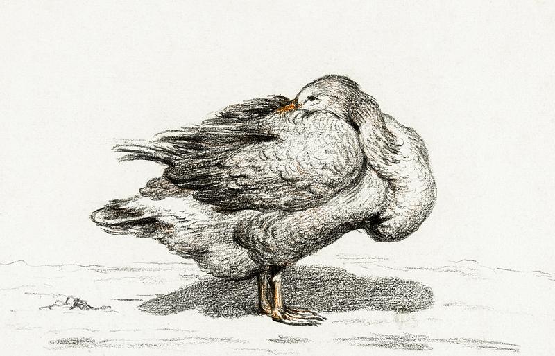 Goose (1816) by Jean Bernard (1775-1883). Original from The Rijksmuseum. Digitally enhanced by rawpixel. Goose (1816) by Jean Bernard (1775-1883). Original from The Rijksmuseum. Digitally enhanced by rawpixel.