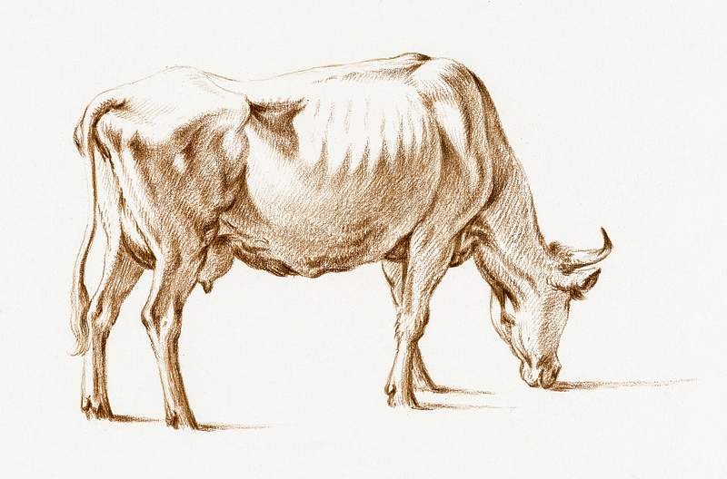 Grazing cow by Jean Bernard (1775-1883). Original from The Rijksmuseum. Digitally enhanced by rawpixel.