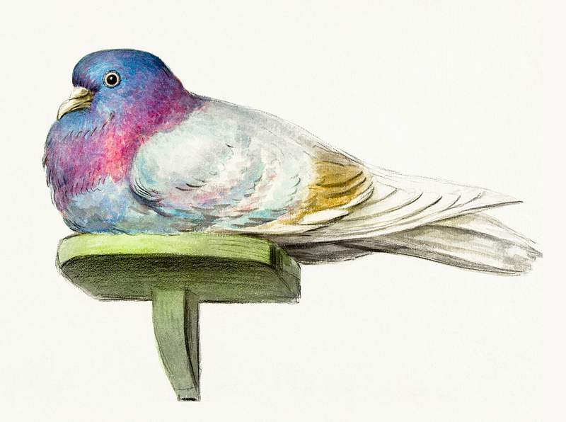 Pigeon sitting on a shelf (1802) by Jean Bernard (1775-1883). Original from The Rijksmuseum. Digitally enhanced by rawpixel.