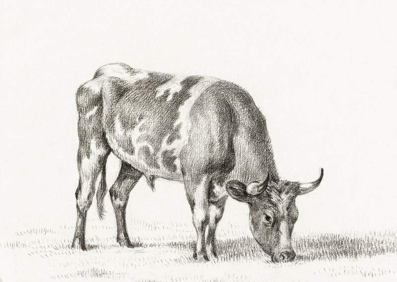 Grazing bull by Jean Bernard (1775-1883).… | Free public domain illustration Grazing bull by Jean Bernard (1775-1883). Original from The Rijksmuseum. Digitally enhanced by rawpixel.