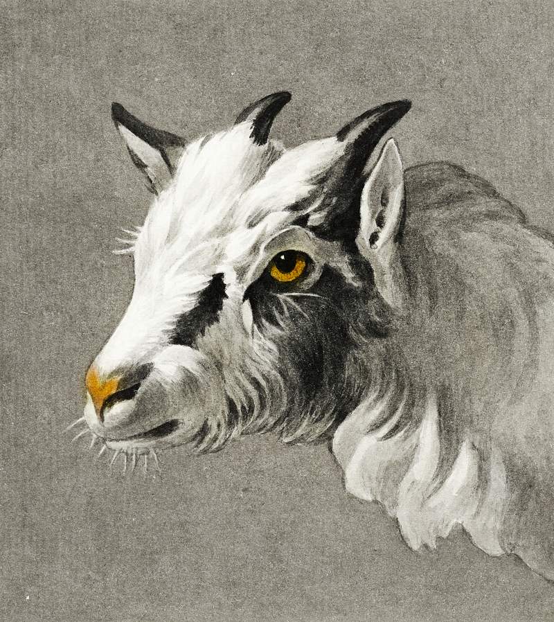 Head of a goat by Jean Bernard (1775-1883). Original from The Rijksmuseum. Digitally enhanced by rawpixel.