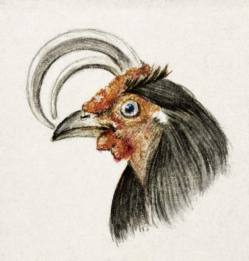 Head of a rooster (1816) by Jean Bernard (1775-1883). Original from The Rijksmuseum. Digitally enhanced by rawpixel.