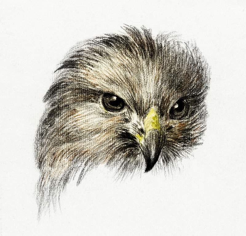 Head of a bird of prey (1818) by Jean Bernard (1775-1883). Original from The Rijksmuseum. Digitally enhanced by rawpixel.