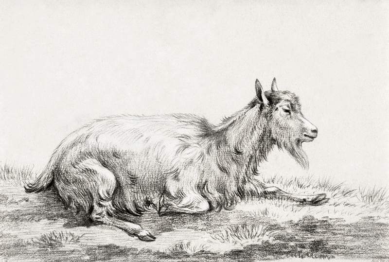 Lying goat (1813) by Jean Bernard (1775… | Free public domain illustration Lying goat (1813) by Jean Bernard (1775-1883). Original from The Rijksmuseum. Digitally enhanced by rawpixel.