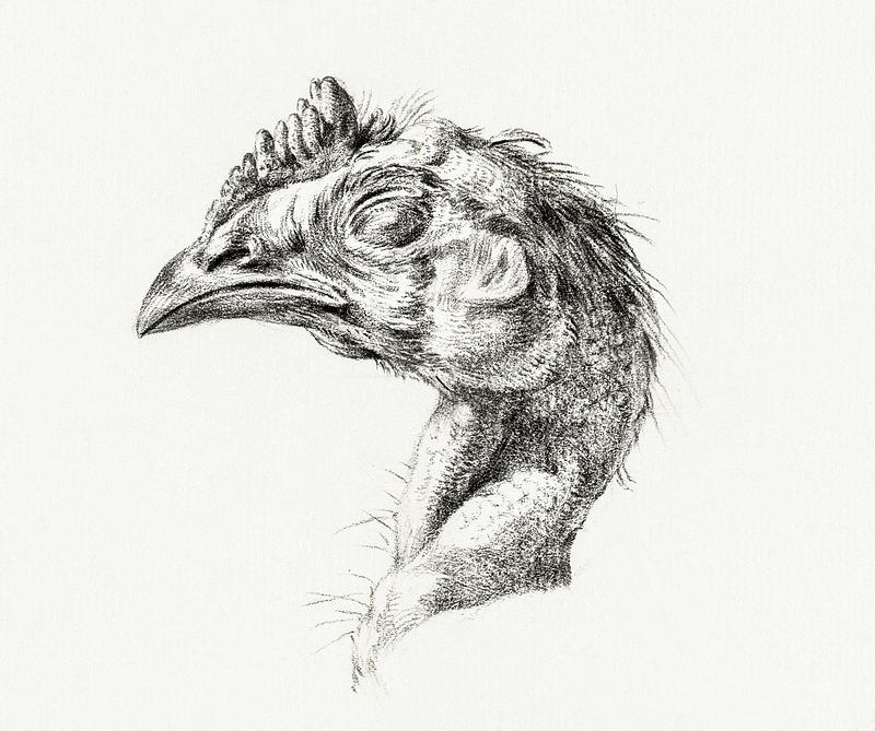 Head of a dead chicken by Jean Bernard (1775-1883). Original from The Rijksmuseum. Digitally enhanced by rawpixel. Head of a dead chicken by Jean Bernard (1775-1883). Original from The Rijksmuseum. Digitally enhanced by rawpixel.