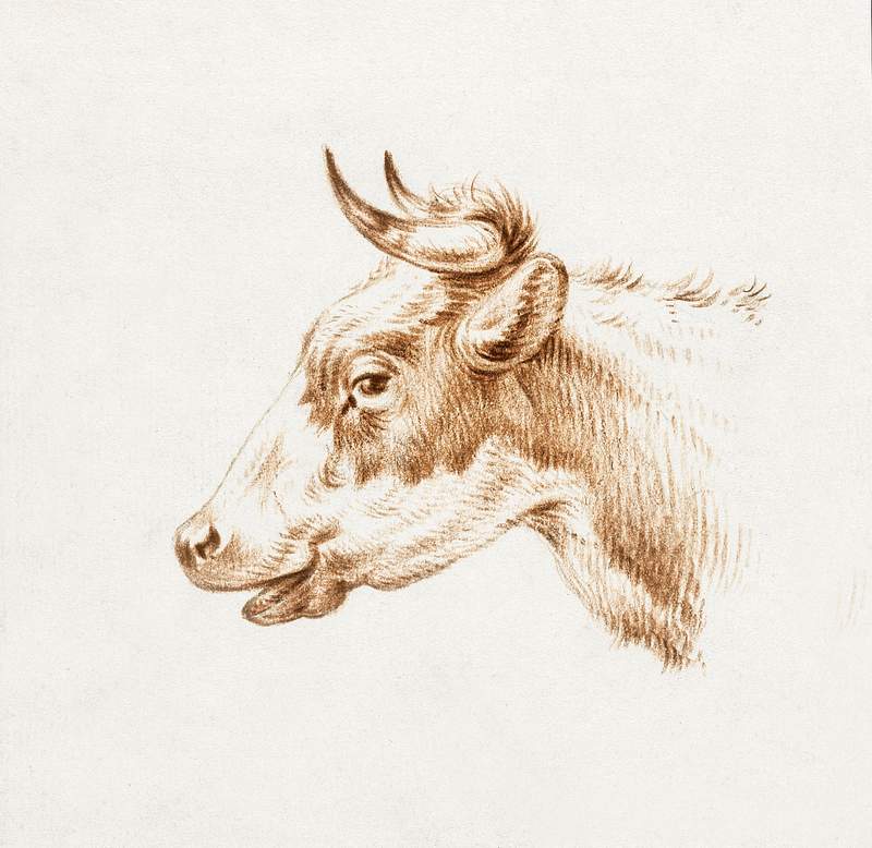 Head of a cow by Jean Bernard (1775-1883). Original from The Rijksmuseum. Digitally enhanced by rawpixel.