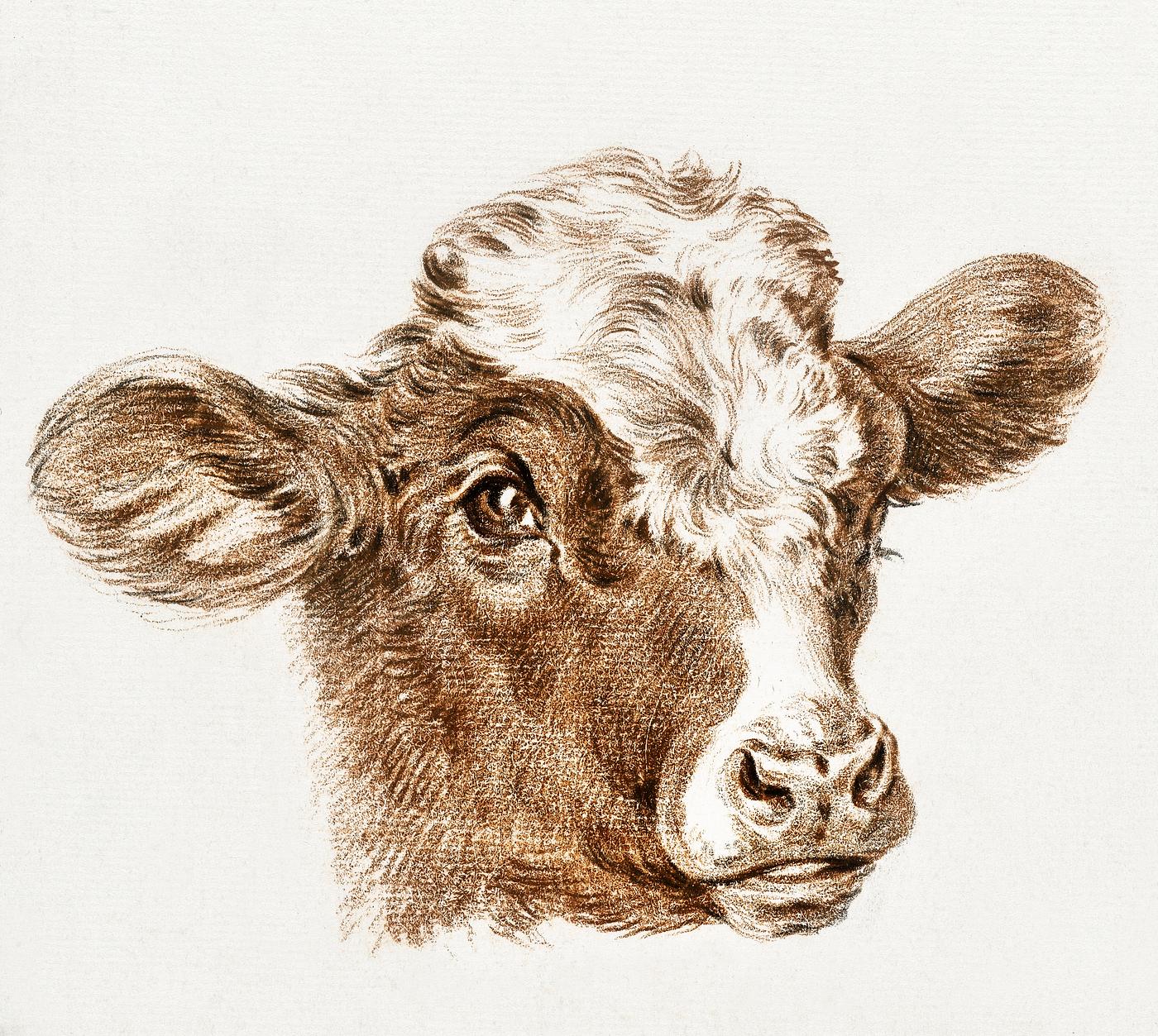 Head of a cow by Jean Bernard (1775-1883). Original from The Rijksmuseum. Digitally enhanced by rawpixel. Head of a cow by Jean Bernard (1775-1883). Original from The Rijksmuseum. Digitally enhanced by rawpixel.
