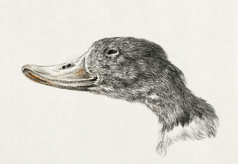 Head of a shelduck (1828) by Jean Bernard (1775-1883). Original from The Rijksmuseum. Digitally enhanced by rawpixel.