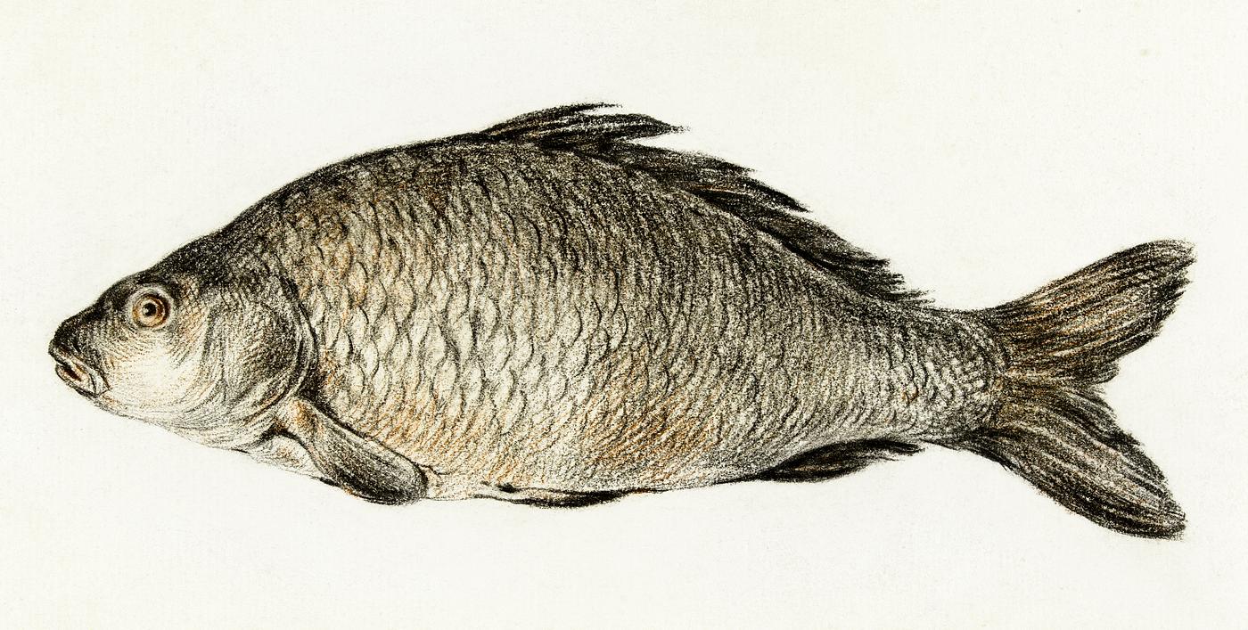 Fish by Jean Bernard (1775-1883). Original from The Rijksmuseum. Digitally enhanced by rawpixel. Fish by Jean Bernard (1775-1883). Original from The Rijksmuseum. Digitally enhanced by rawpixel.