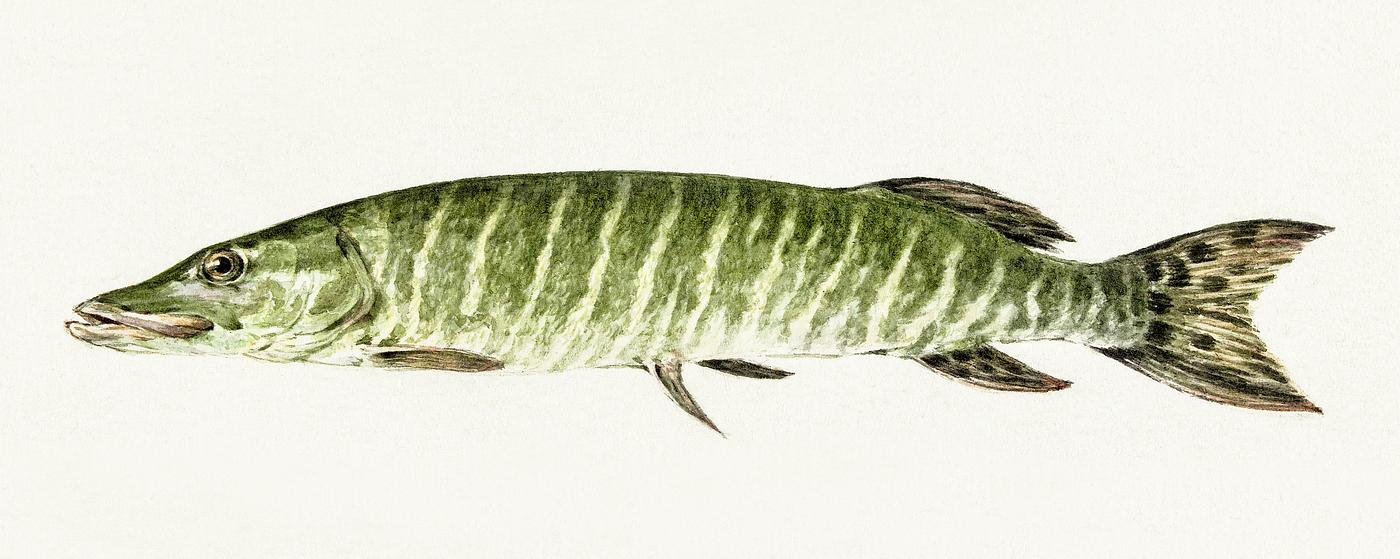 Pike (1796) by Jean Bernard (1775-1883). Original from The Rijksmuseum. Digitally enhanced by rawpixel. Pike (1796) by Jean Bernard (1775-1883). Original from The Rijksmuseum. Digitally enhanced by rawpixel.