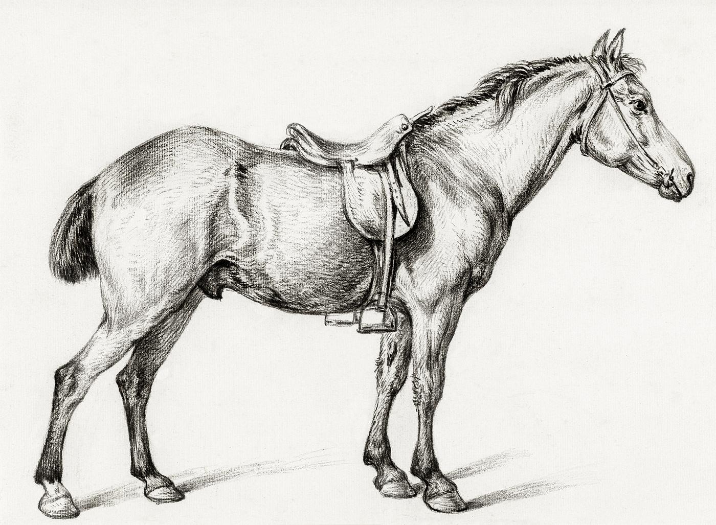 Standing horse by Jean Bernard (1775-1883). Original from The Rijksmuseum. Digitally enhanced by rawpixel. Standing horse by Jean Bernard (1775-1883). Original from The Rijksmuseum. Digitally enhanced by rawpixel.