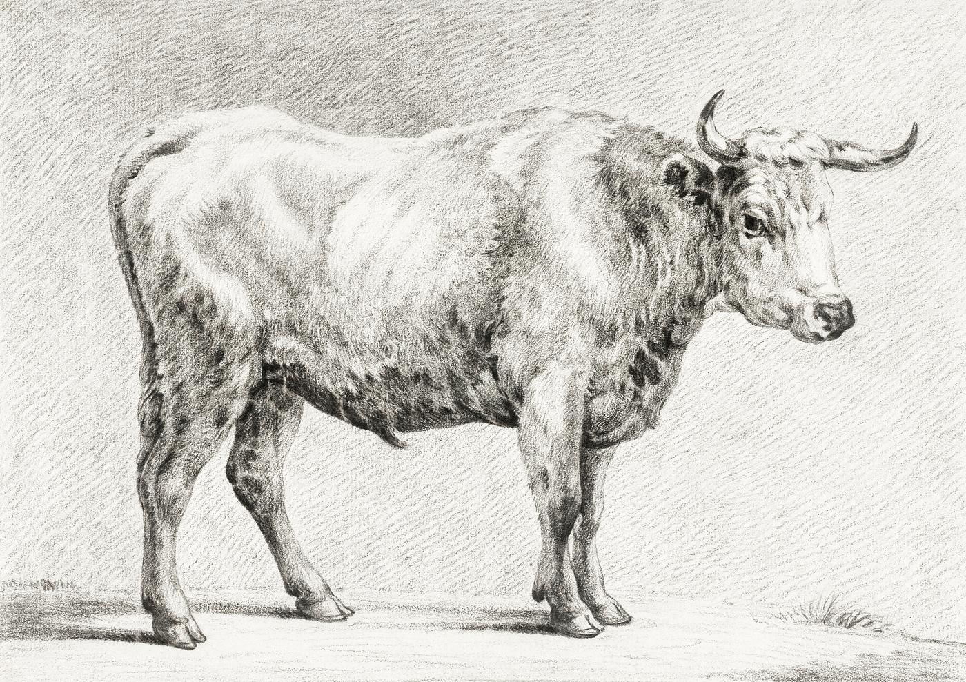 Standing bull by Jean Bernard (1775-1883). Original from The Rijksmuseum. Digitally enhanced by rawpixel. Standing bull by Jean Bernard (1775-1883). Original from The Rijksmuseum. Digitally enhanced by rawpixel.