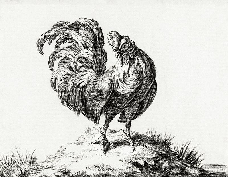 Chicken, standing on a hill by Jean Bernard (1775-1883). Original from The Rijksmuseum. Digitally enhanced by rawpixel. Chicken, standing on a hill by Jean Bernard (1775-1883). Original from The Rijksmuseum. Digitally enhanced by rawpixel.