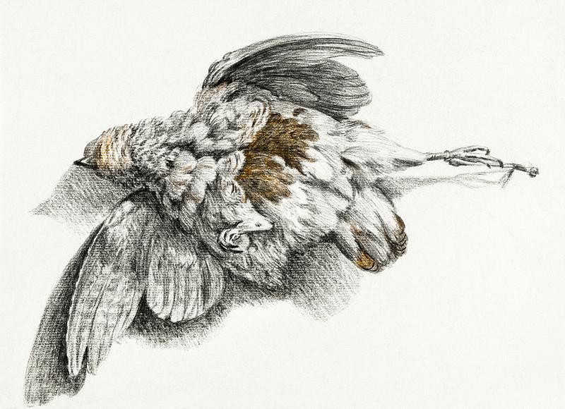 Dead bird by Jean Bernard (1775-1883). Original from The Rijksmuseum. Digitally enhanced by rawpixel. Dead bird by Jean Bernard (1775-1883). Original from The Rijksmuseum. Digitally enhanced by rawpixel.