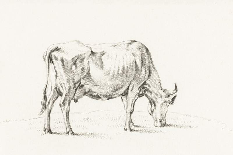 Standing cow by Jean Bernard (1775-1883).… | Free public domain illustration Standing cow by Jean Bernard (1775-1883). Original from The Rijksmuseum. Digitally enhanced by rawpixel.