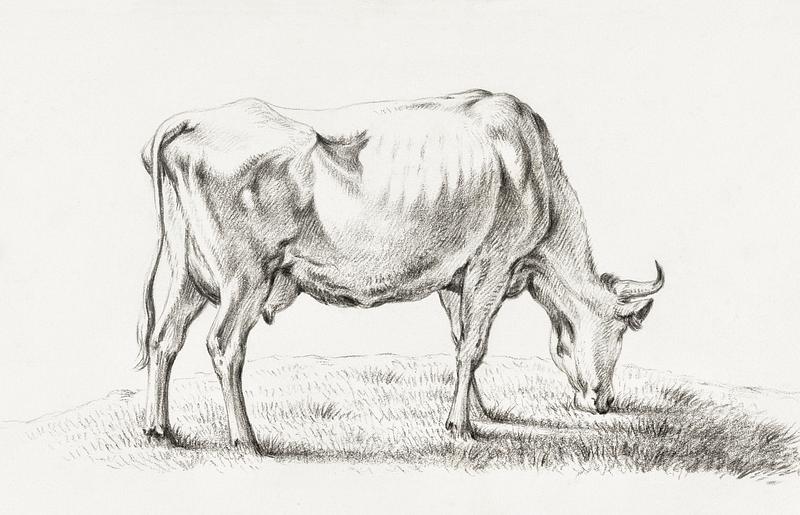 Grazing cow by Jean Bernard (1775-1883). Original from The Rijksmuseum. Digitally enhanced by rawpixel. Grazing cow by Jean Bernard (1775-1883). Original from The Rijksmuseum. Digitally enhanced by rawpixel.