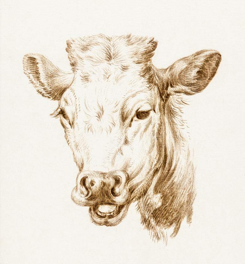 Head of a cow by Jean Bernard (1775-1883). Original from The Rijksmuseum. Digitally enhanced by rawpixel.