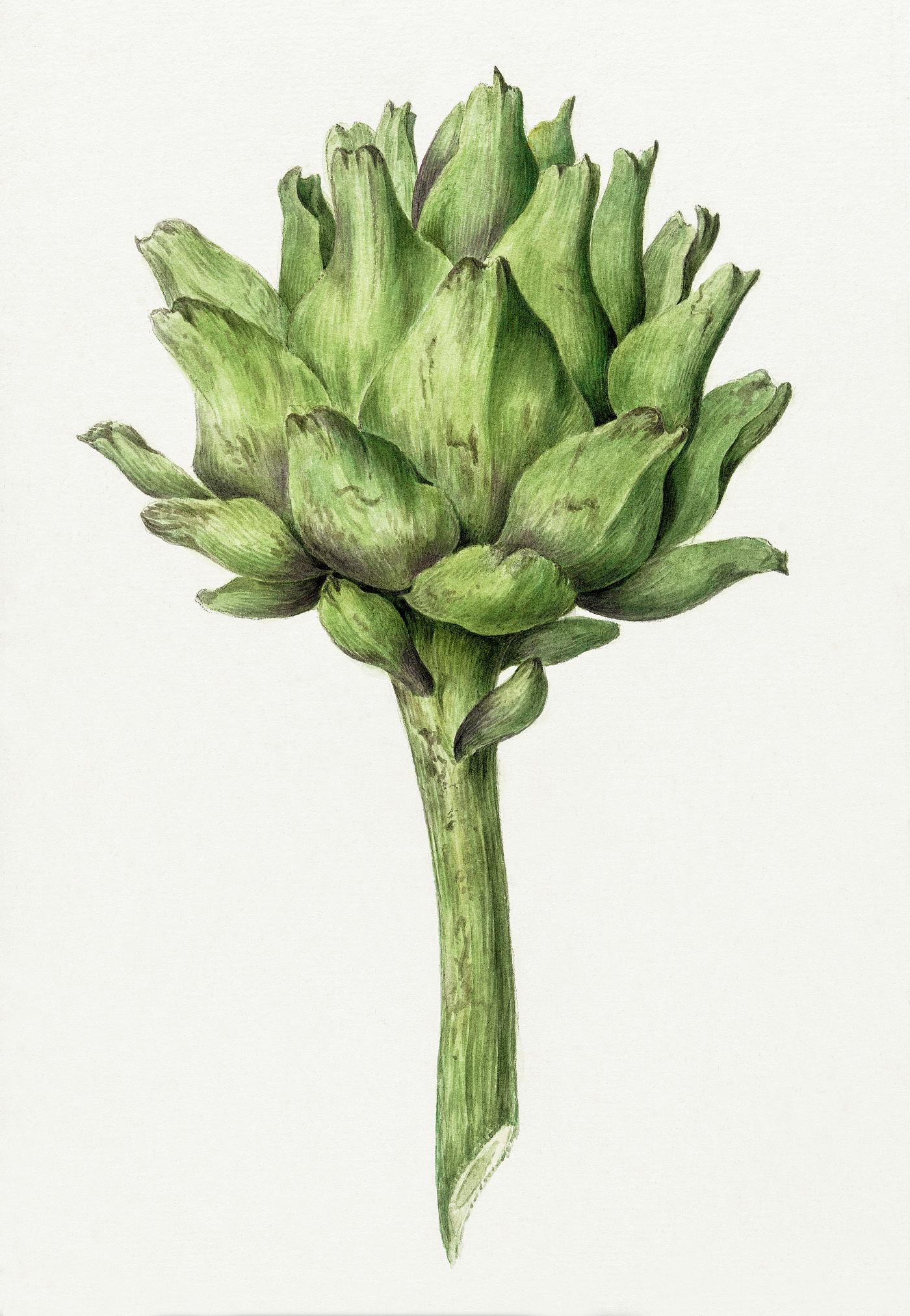 Artichoke by Jean Bernard (1775-1883). Original from the Rijks Museum. Digitally enhanced by rawpixel. Artichoke by Jean Bernard (1775-1883). Original from the Rijks Museum. Digitally enhanced by rawpixel.