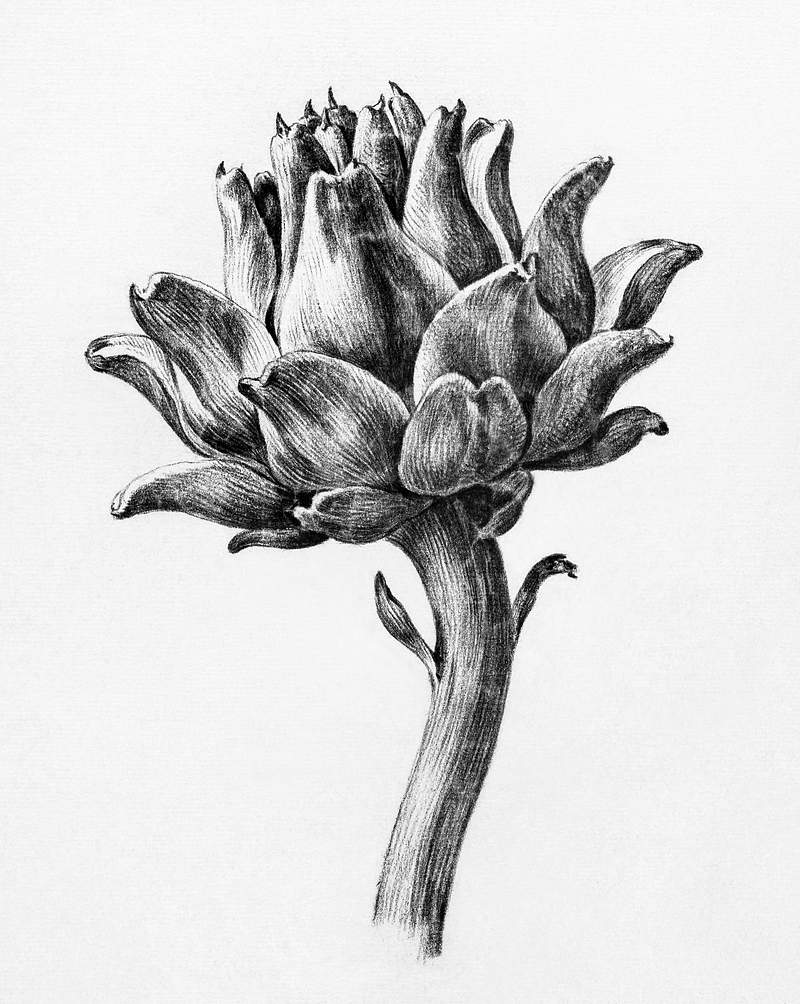 Artichoke by Jean Bernard (1775-1883). Original from the Rijks Museum. Digitally enhanced by rawpixel.