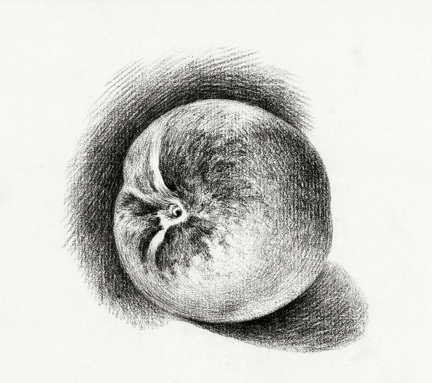 Apple (1812) by Jean Bernard (1775-1883). Original from the Rijks Museum. Digitally enhanced by rawpixel. Apple (1812) by Jean Bernard (1775-1883). Original from the Rijks Museum. Digitally enhanced by rawpixel.