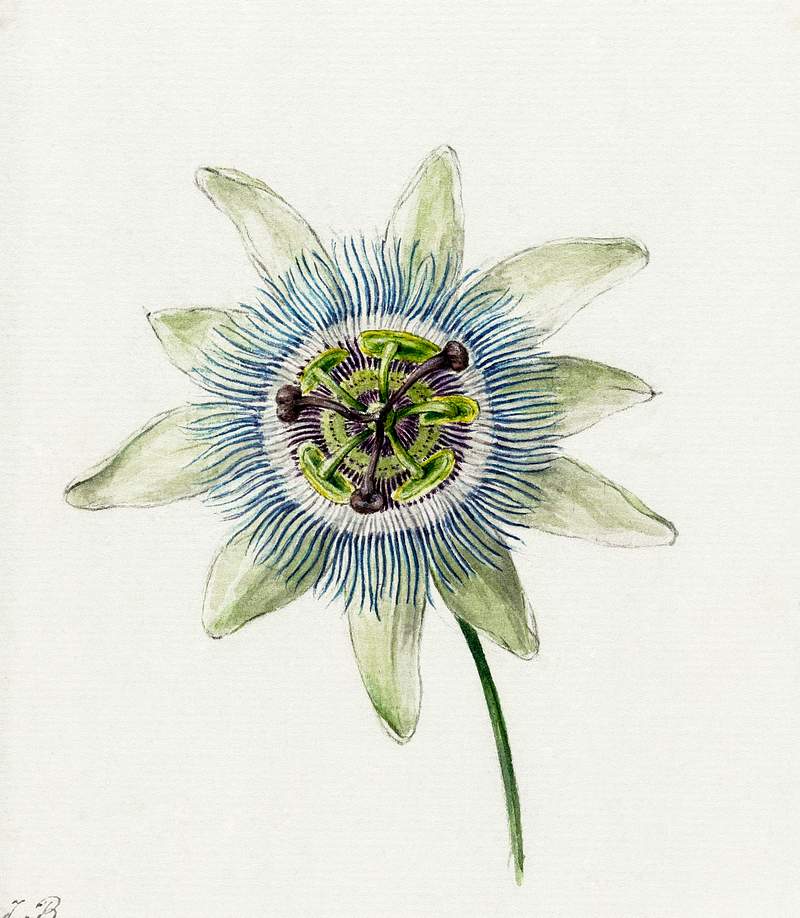 Passion Flower (1825) by Jean Bernard (1775-1883). Original from The Rijksmuseum. Digitally enhanced by rawpixel.