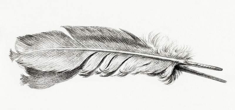 Feather by Jean Bernard (1775-1883). Original from The Rijksmuseum. Digitally enhanced by rawpixel. Feather by Jean Bernard (1775-1883). Original from The Rijksmuseum. Digitally enhanced by rawpixel.