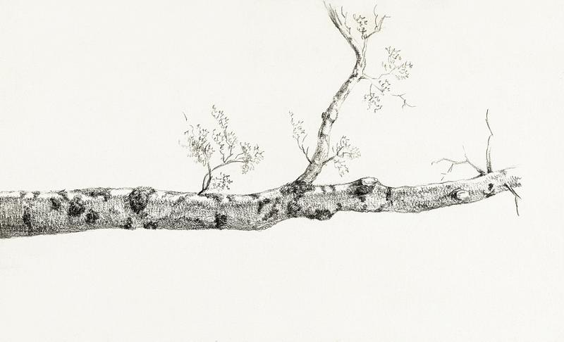 Study of a tree (1816) by Jean Bernard (1775-1883). Original from The Rijksmuseum. Digitally enhanced by rawpixel. Study of a tree (1816) by Jean Bernard (1775-1883). Original from The Rijksmuseum. Digitally enhanced by rawpixel.