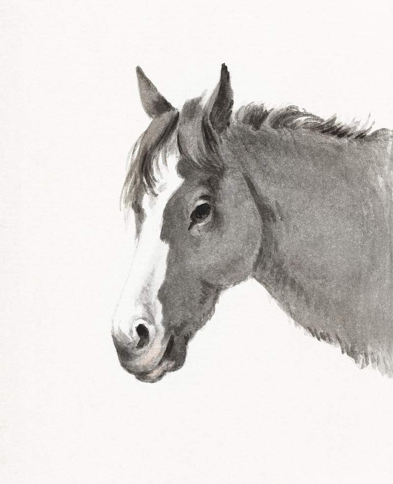 Head of a horse by Jean Bernard (1775-1883). Original from The Rijksmuseum. Digitally enhanced by rawpixel.