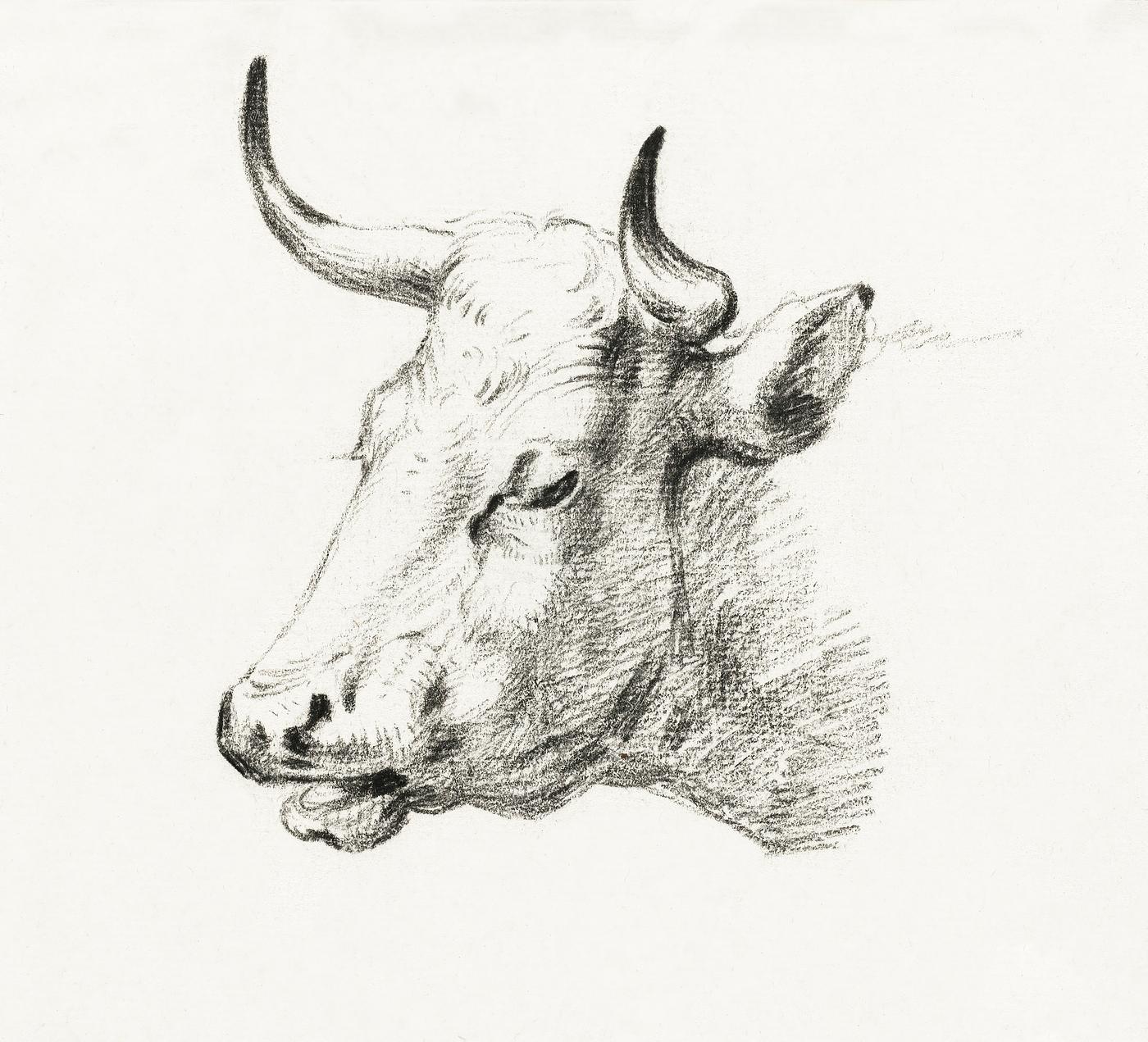 Head of a cow by Jean Bernard (1775-1883). Original from The Rijksmuseum. Digitally enhanced by rawpixel. Head of a cow by Jean Bernard (1775-1883). Original from The Rijksmuseum. Digitally enhanced by rawpixel.