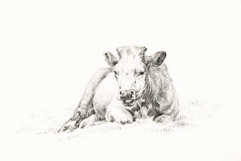 Lying cow (1821) by Jean Bernard (1775-1883).… | Free public domain illustration Lying cow (1821) by Jean Bernard (1775-1883). Original from The Rijksmuseum. Digitally enhanced by rawpixel.