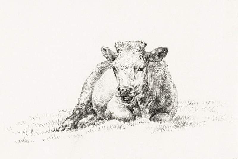 Lying cow (1821) by Jean Bernard (1775-1883).… | Free public domain illustration Lying cow (1821) by Jean Bernard (1775-1883). Original from the Rijks Museum. Digitally enhanced by rawpixel.