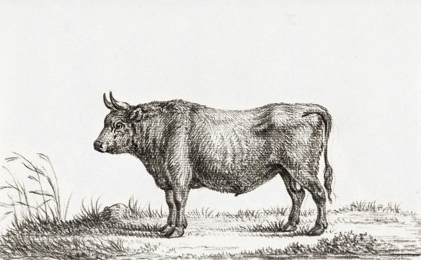 Standing bull by Jean Bernard (1775-1883). Original from the Rijks Museum. Digitally enhanced by rawpixel. Standing bull by Jean Bernard (1775-1883). Original from the Rijks Museum. Digitally enhanced by rawpixel.