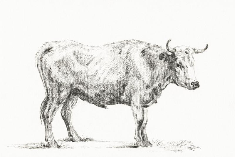 Standing bull by Jean Bernard (1775-1883). Original from the Rijks Museum. Digitally enhanced by rawpixel. Standing bull by Jean Bernard (1775-1883). Original from the Rijks Museum. Digitally enhanced by rawpixel.