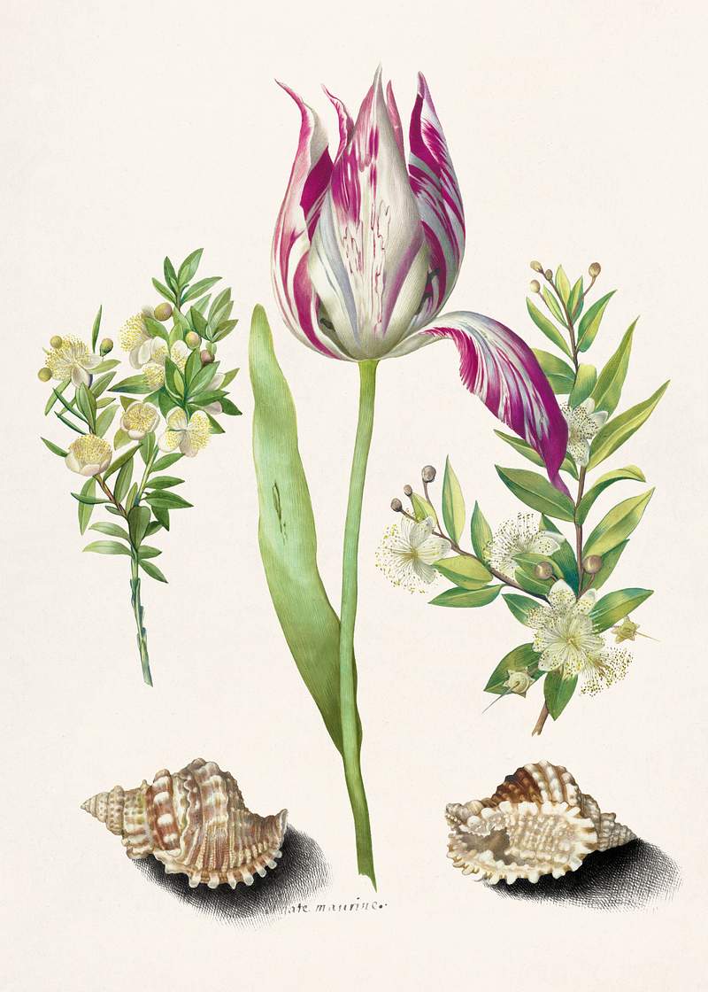 Tulip, two Branches of Myrtle and two Shells (1700) attributed to Maria Sibylla Merian. Original from The Rijksmuseum. Digitally enhanced by rawpixel. Tulip, two Branches of Myrtle and two Shells (1700) attributed to Maria Sibylla Merian. Original from The Rijksmuseum.…