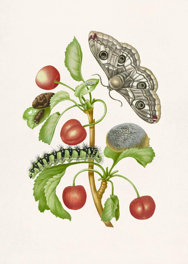 Gedaanteverwisseling van de nachtpauwoog (1679) by Maria Sibylla Merian. Original from The Rijksmuseum. Digitally enhanced by rawpixel. Gedaanteverwisseling van de nachtpauwoog (1679) by Maria Sibylla Merian. Original from The Rijksmuseum. Digitally enhanced by…