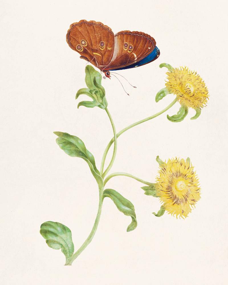 Vlinder op de knop van een plant met gele bloemen (1965) by Maria Sibylla Merian. Original from The Rijksmuseum. Digitally enhanced by rawpixel. Vlinder op de knop van een plant met gele bloemen (1965) by Maria Sibylla Merian. Original from The Rijksmuseum. Digitally…