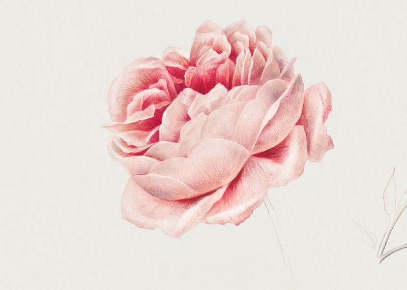 Red Rose by Georgius Jacobus Johannes van Os (1782–1861). Original from The Rijksmuseum. Digitally enhanced by…